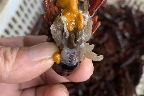 小龙虾苗  小龙虾种虾价格  小龙虾虾种批发 小龙虾种苗