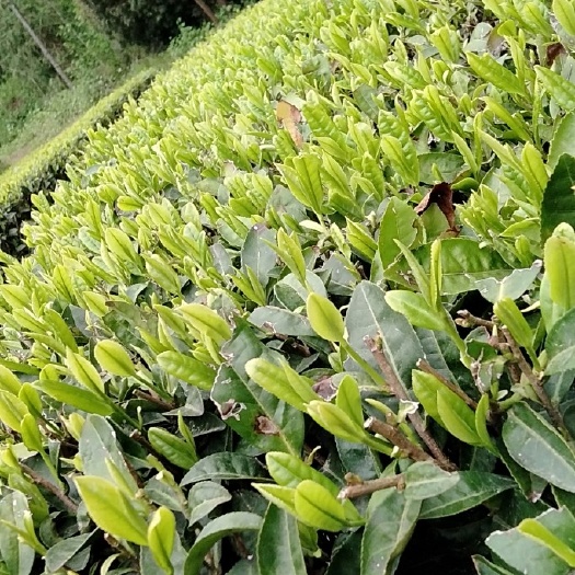 西乡县陕南绿茶基地，最大的绿茶生产，加工一体化，绿色环保。