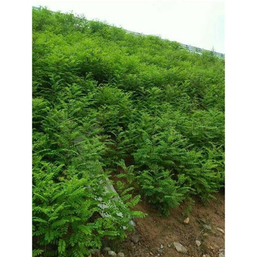 紫穗槐苗