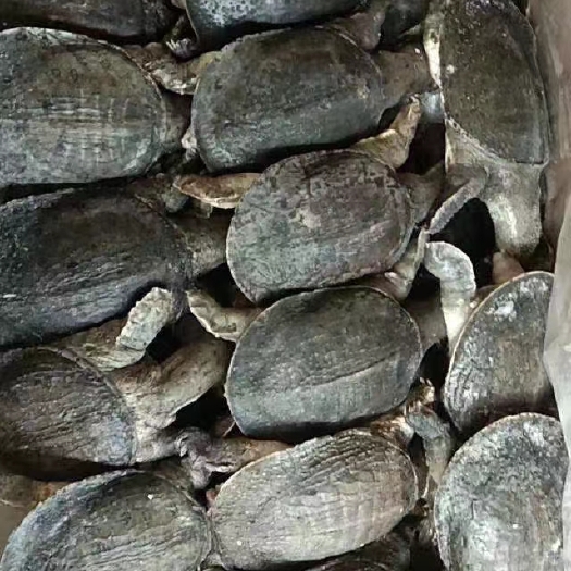 甲鱼，36个左右，40斤