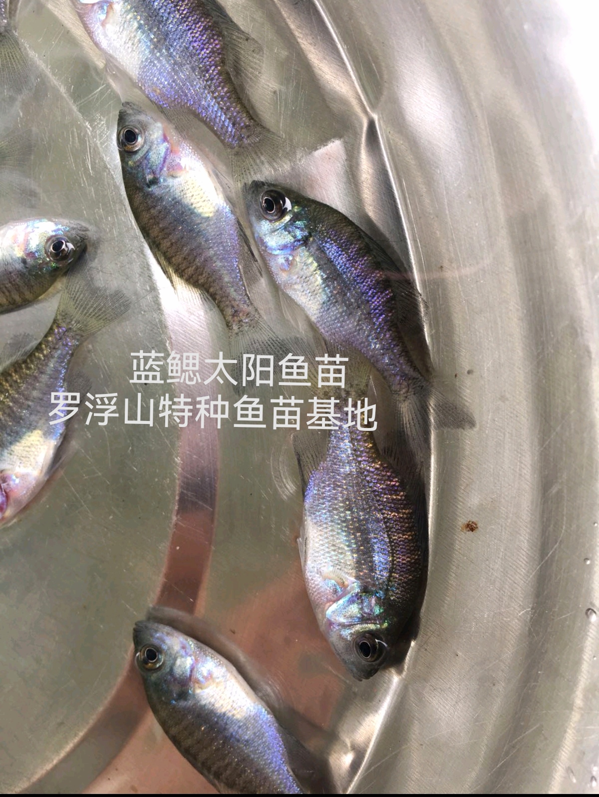 太阳鱼苗  蓝鳃太阳鱼 金边太阳鱼 杂交太阳鱼 抗病力强  苗场直供