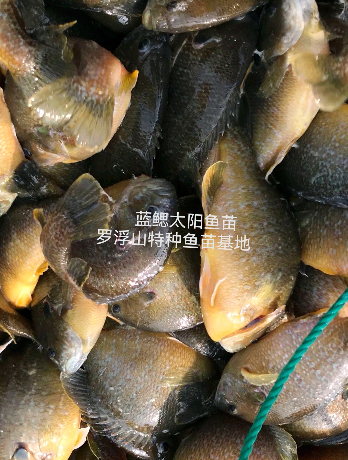 太阳鱼苗  蓝鳃太阳鱼 金边太阳鱼 杂交太阳鱼 抗病力强  苗场直供