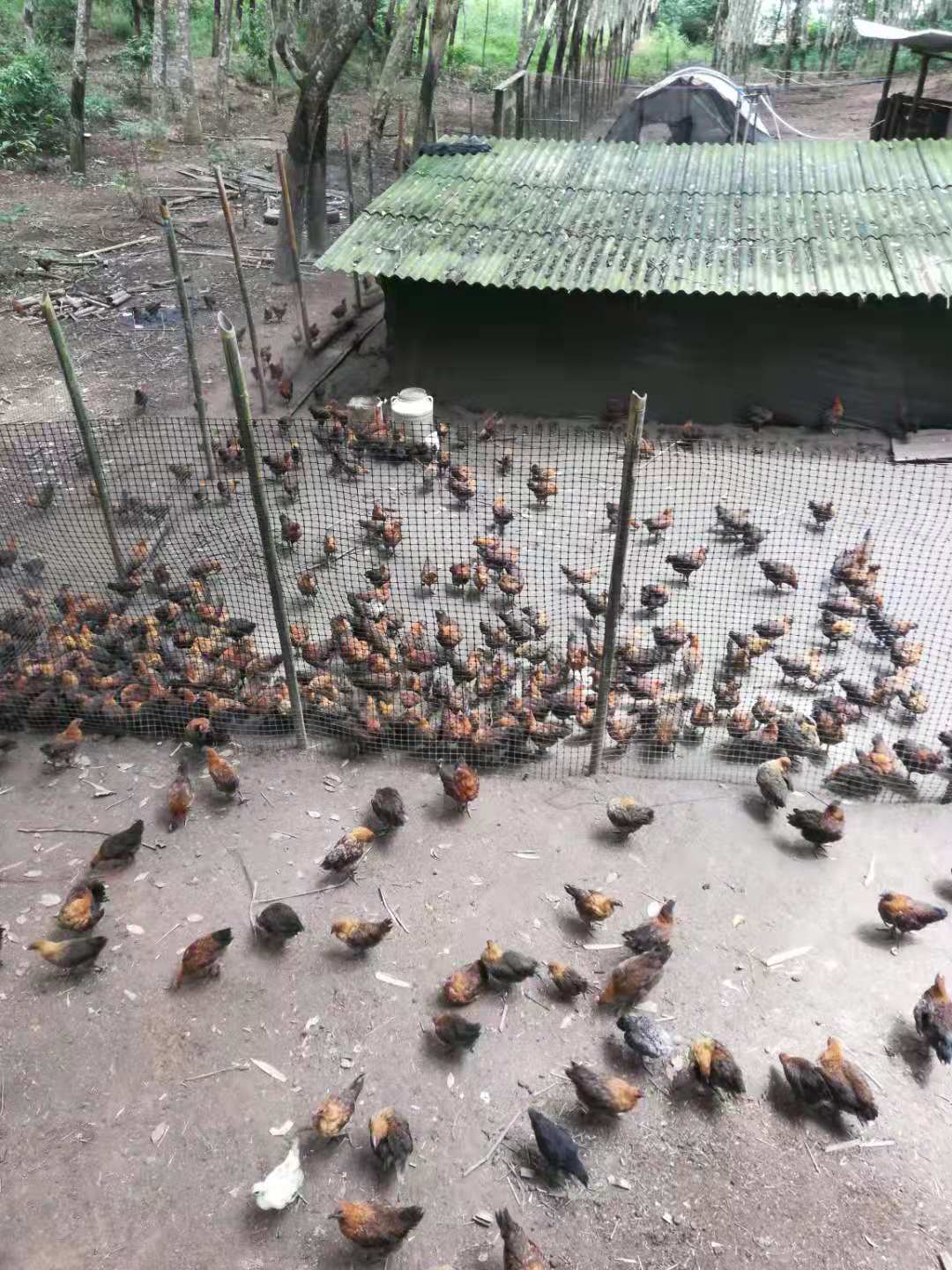  出售镇沅土鸡，黑肉鸡只喂玉米麦麸，山上散养土鸡，需要可以联系