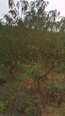 枣阳市出租水田水浇地山地林地养殖场