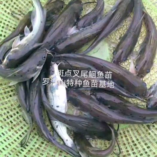 斑点叉尾鮰鱼苗 叉尾鱼苗 鮰鱼苗 已驯化可喂料 可喂鸡肠内脏
