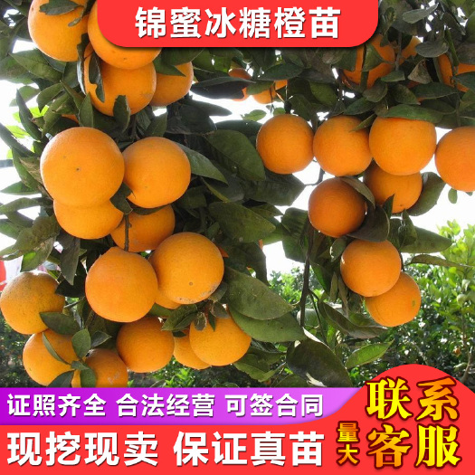 益阳锦蜜冰糖橙苗纯甜肉嫩化渣无核褚橙品种