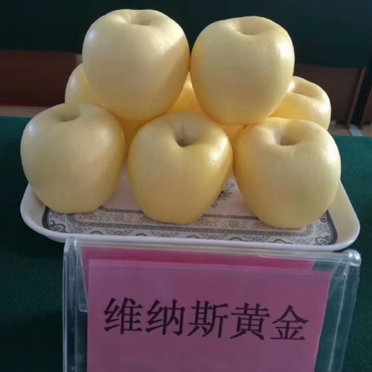 泰安矮化  乔化  维纳斯黄金苹果苗，嫁接成品苗