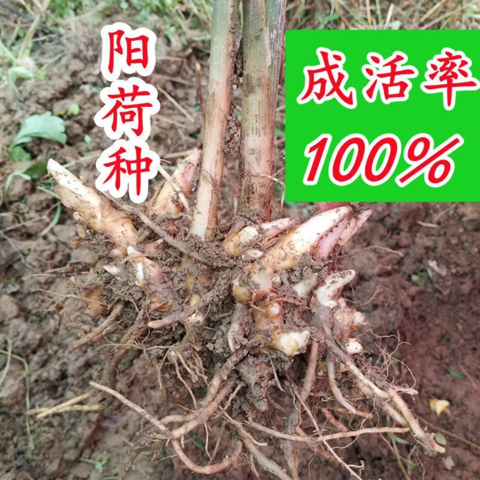 普定县阳荷种苗  现挖现发阳荷姜种根贵州洋荷种子野生新鲜洋火姜种根