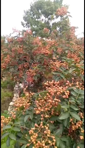 大红袍花椒特级干红纯。