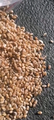 牙克石市红麦  出售小麦