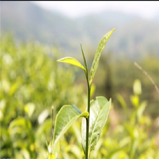 恩施市茶苗龙井43号茶苗，黄金芽茶苗，绿茶种苗