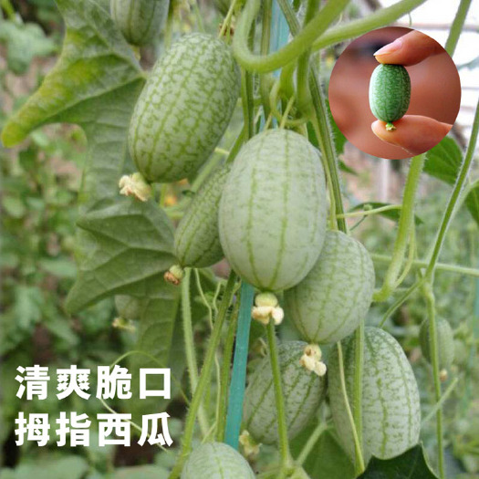 迷你拇指西瓜种子荷兰引进小西瓜种籽四季阳台盆栽水果小黄瓜种孑