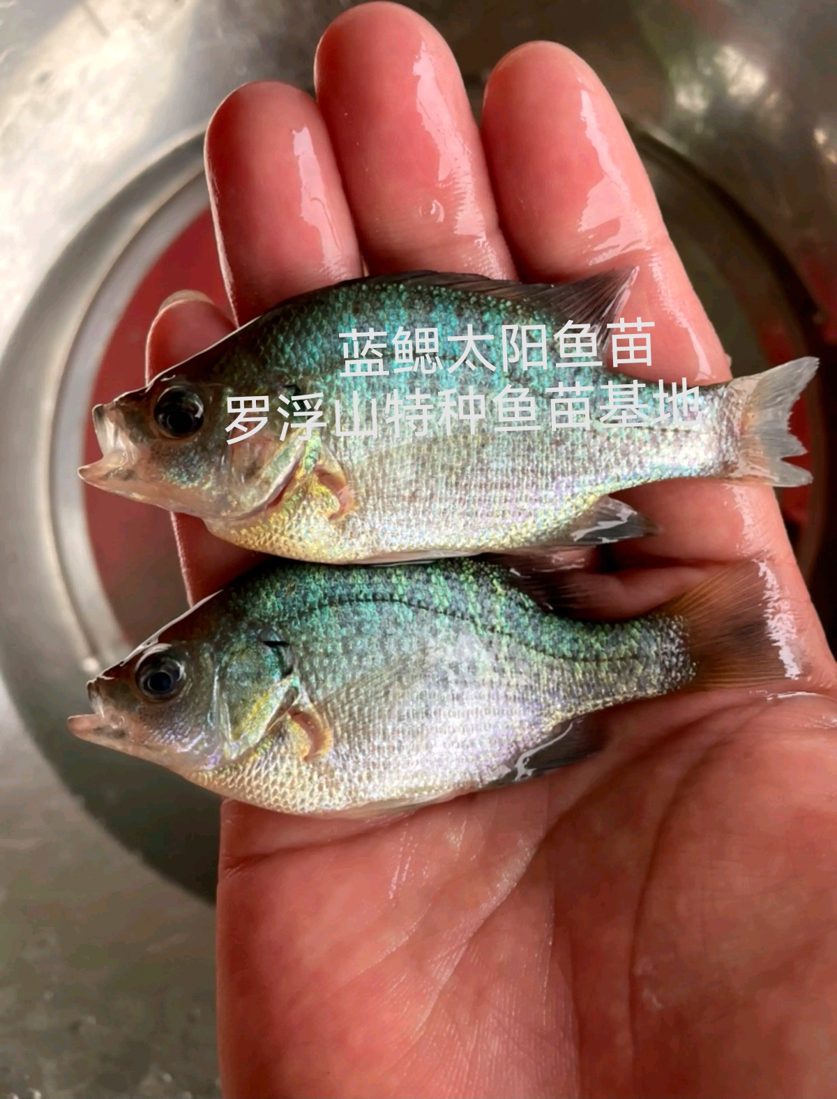 太阳鱼苗  蓝鳃太阳鱼 金边太阳鱼 杂交太阳鱼 抗病力强  苗场直供