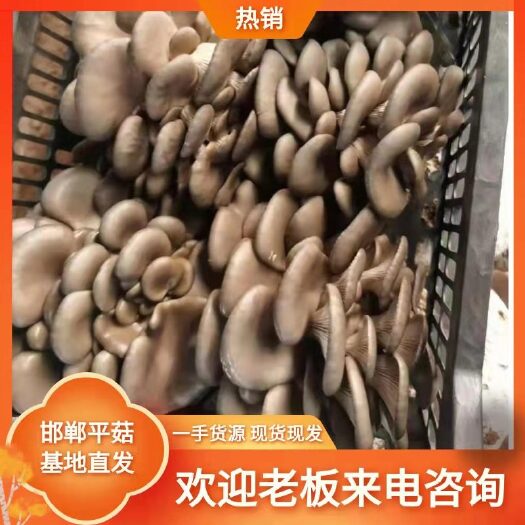 成安县鲜平菇  鲜蘑菇  平菇  货源充足质优价廉产地直发货发全国
