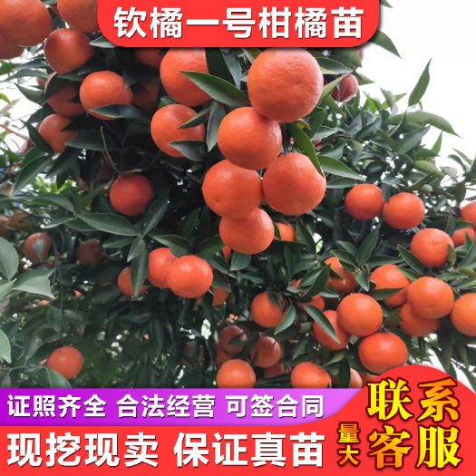 钦桔一号柑桔苗 钦橘一号柑橘苗十月红早熟世纪红(美国糖橘)芽变