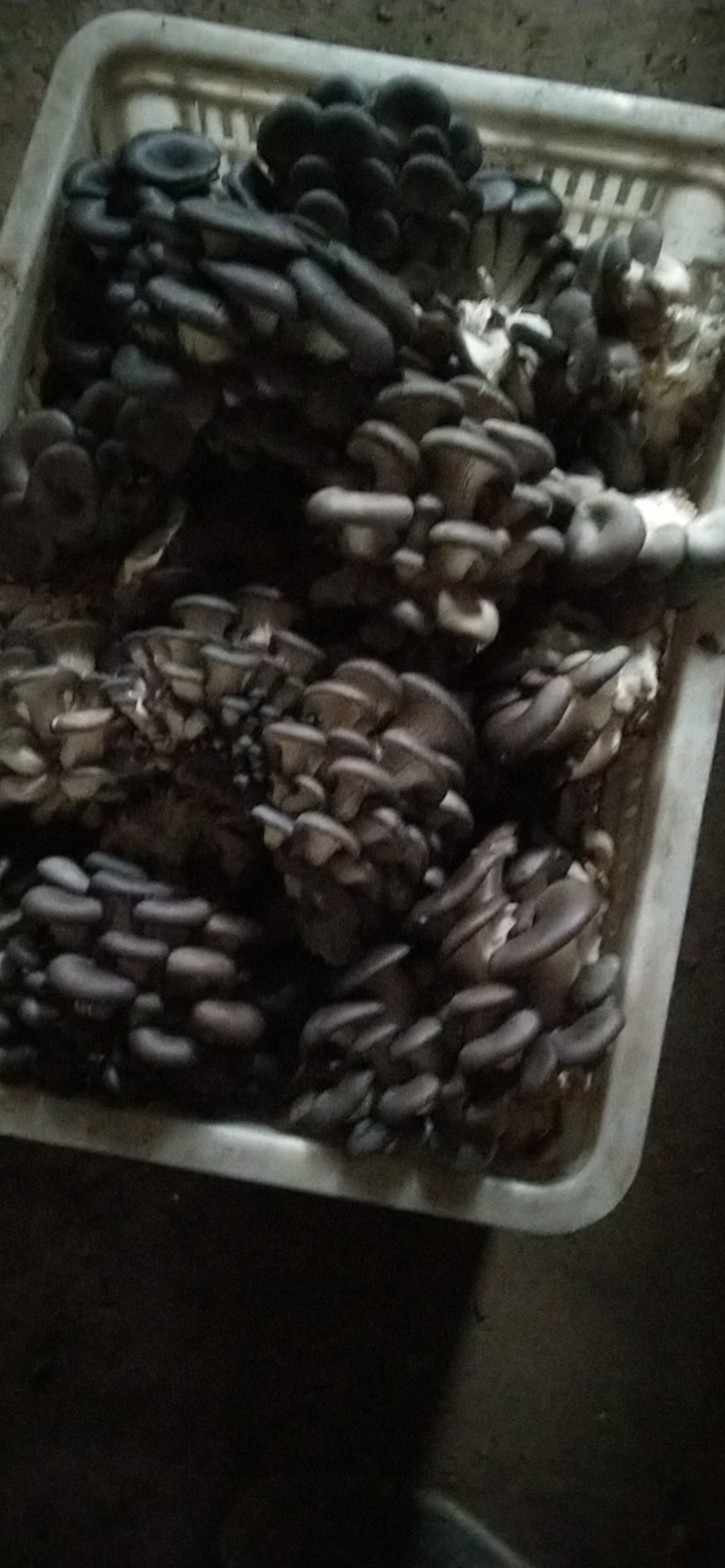 鲜平菇  灰平菇，小黑平，秀珍菇