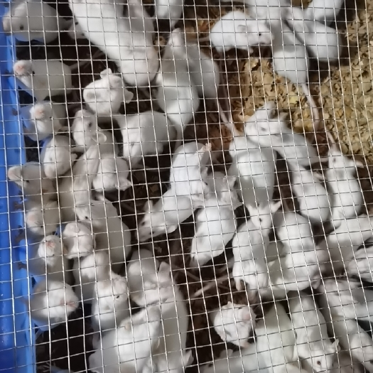 荔波县 实验小白鼠