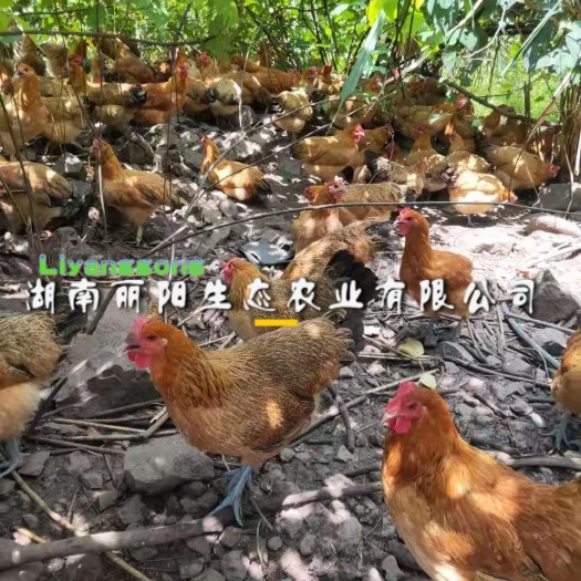 衡阳土鸡苗散养黄麻羽细脚青脚草鸡苗固始鸡苗另有黄土鸡苗绿壳蛋鸡苗
