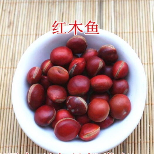 勐腊县 大红豆,又名木鱼豆