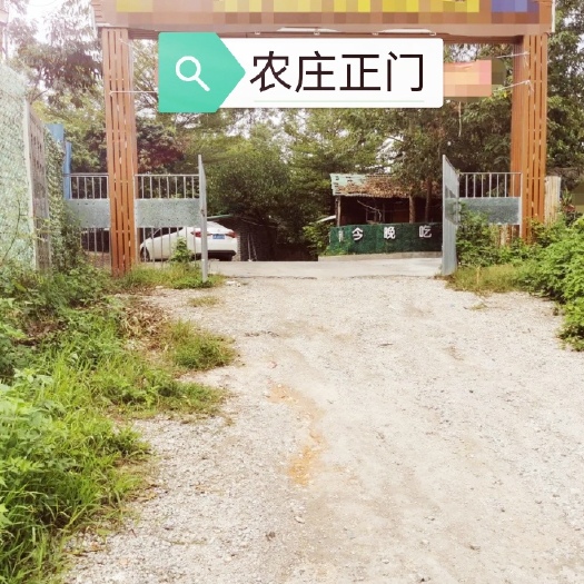 广州农场  广州番禺沙头6亩休闲农庄出租道路畅通，超大停车场