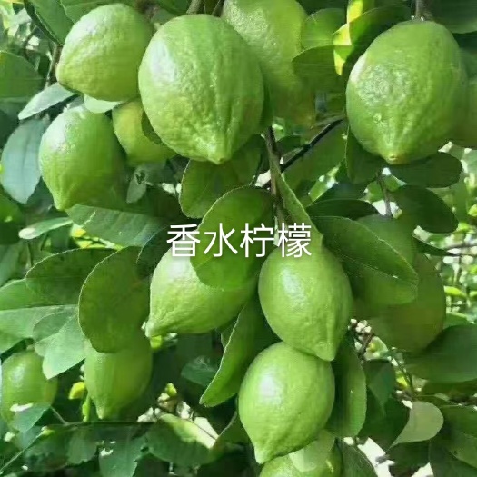 苍梧县香水柠檬苗 香水柠檬嫁接苗