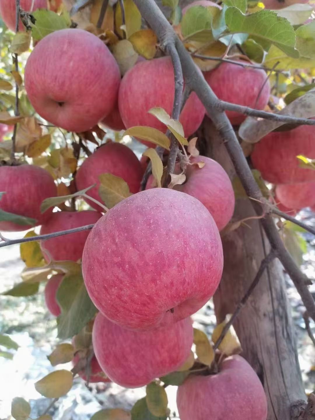  代办代购新疆阿克苏冰糖心红富士苹果