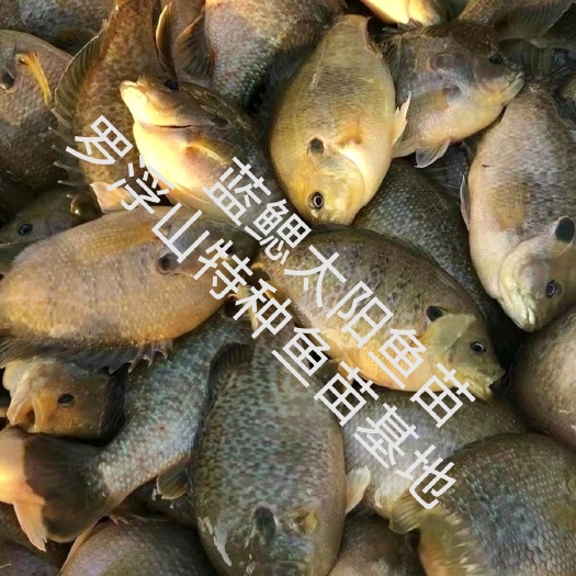 太阳鱼苗  蓝鳃太阳鱼 金边太阳鱼 杂交太阳鱼 抗病力强  苗场直供