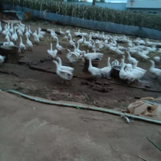宁安市白鹅 东北散养大鹅