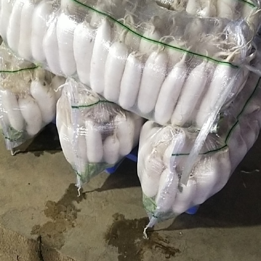 天门市萝卜  白罗卜