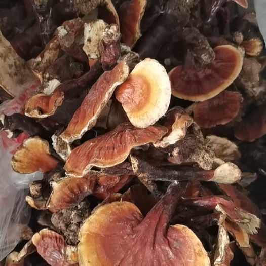 拉萨灵芝