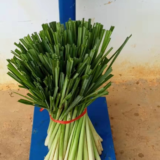 隆安县香茅草