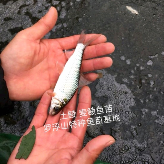 博罗县土鲮鱼苗 麦鲮鱼苗 （桂鱼饲料鱼）麦鲮粒 长期有货