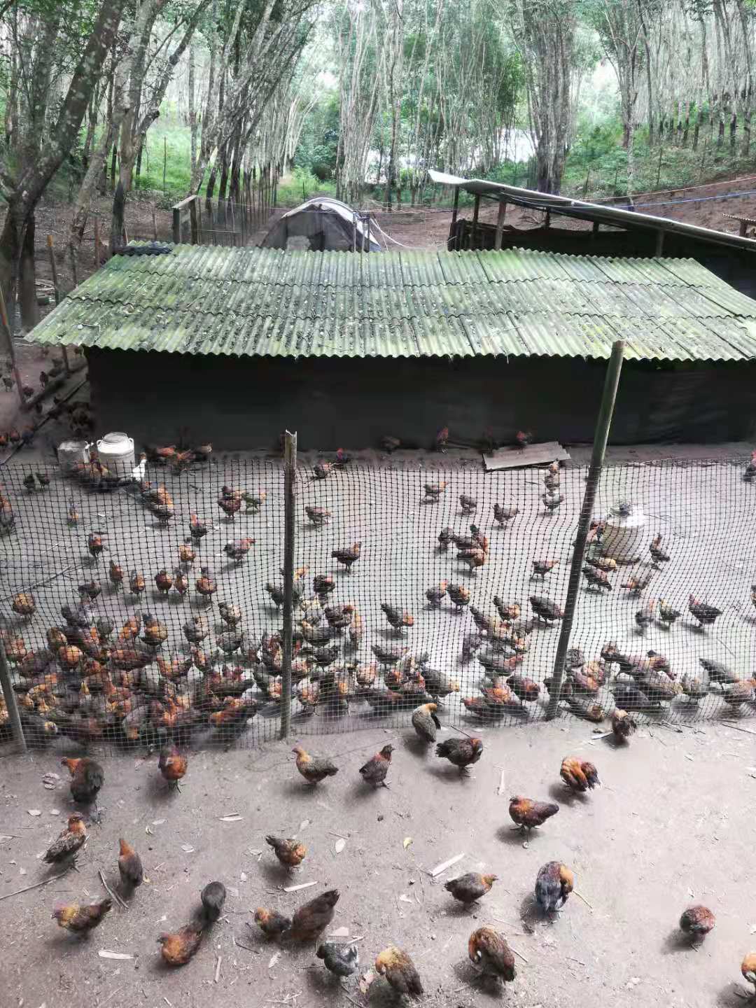  出售镇沅土鸡，黑肉鸡只喂玉米麦麸，山上散养土鸡，需要可以联系