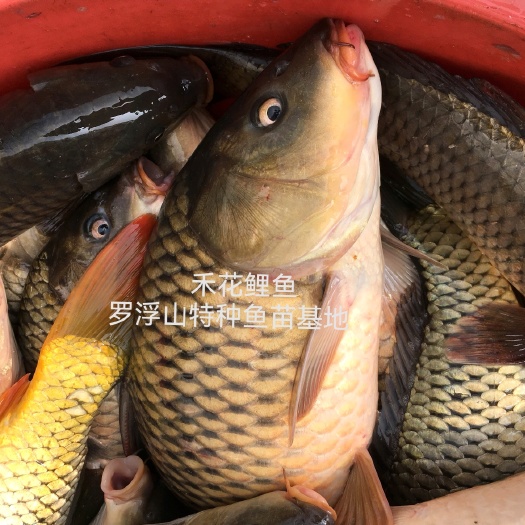 博罗县禾花鲤鱼苗 稻花锂 荷花锂鱼苗 乌锂