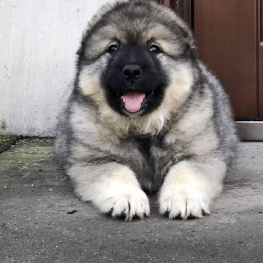 沛县混血高加索幼犬小狗大骨架家养熊版巨型混血大型护卫犬宠物狗狗