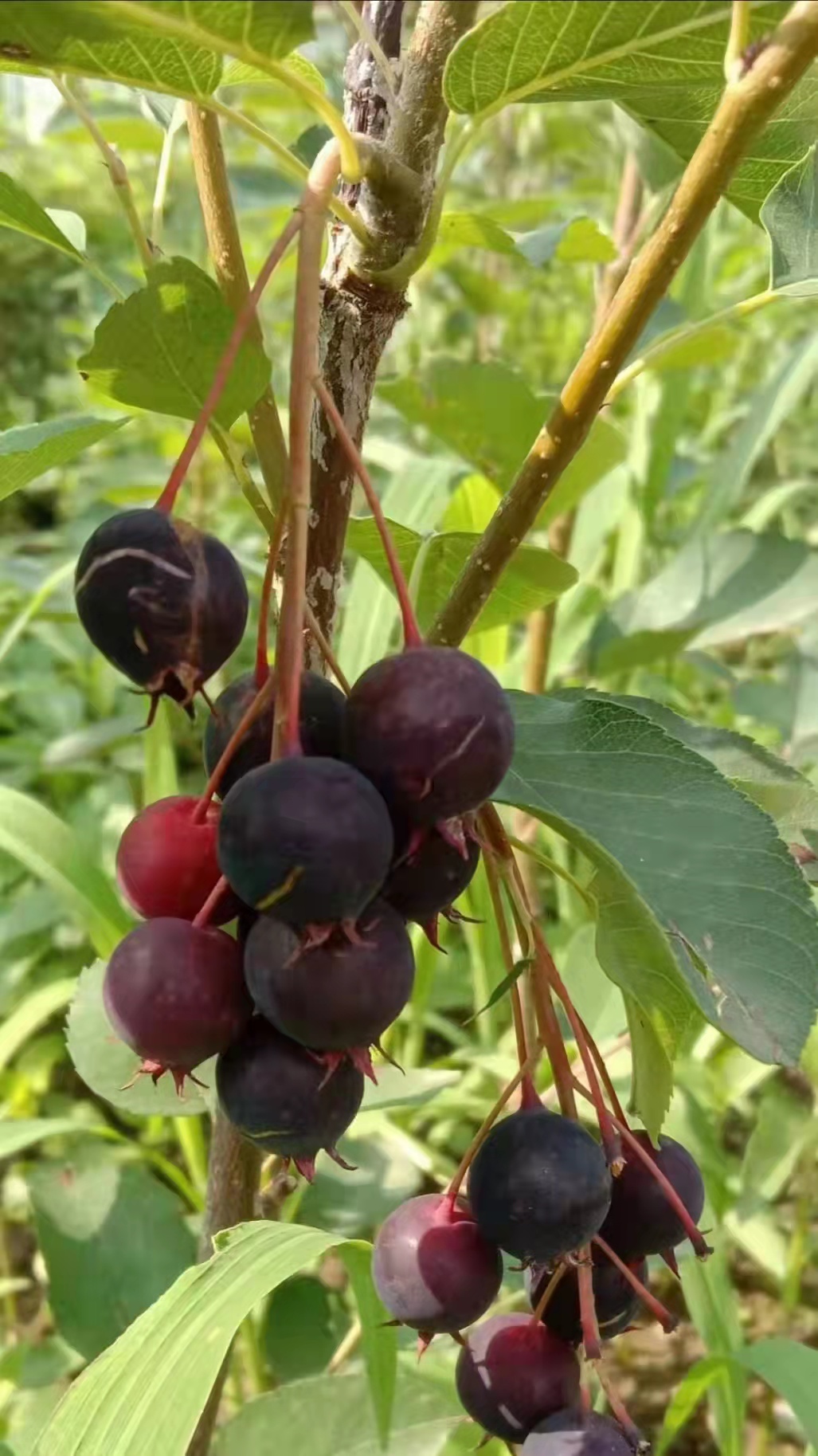 棣棠花 杞叶唐棣苗红豆莓苗唐棣苗新型浆果苗甜果型