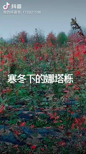 邳州市美国红橡树  大杯苗娜塔栎