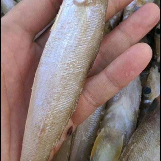 阳江 新鲜沙丁鱼