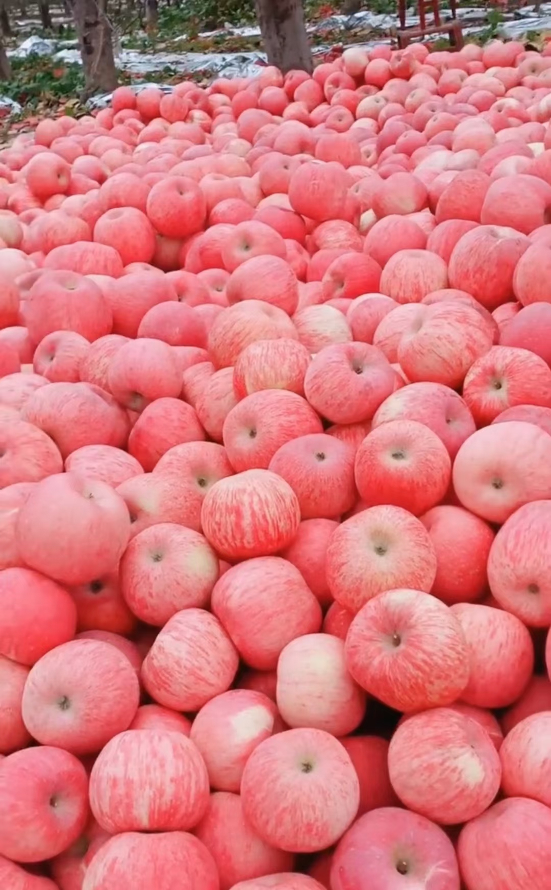 甘肃庆阳黄土高原红富士苹果