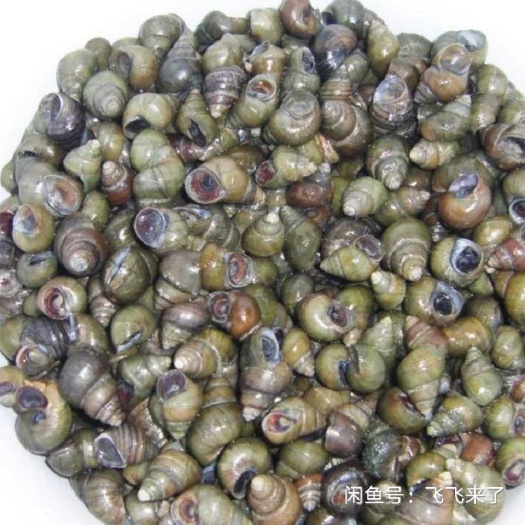 厦门 田螺，很干净，环境好，田螺质量好，厦门可送，其它自提