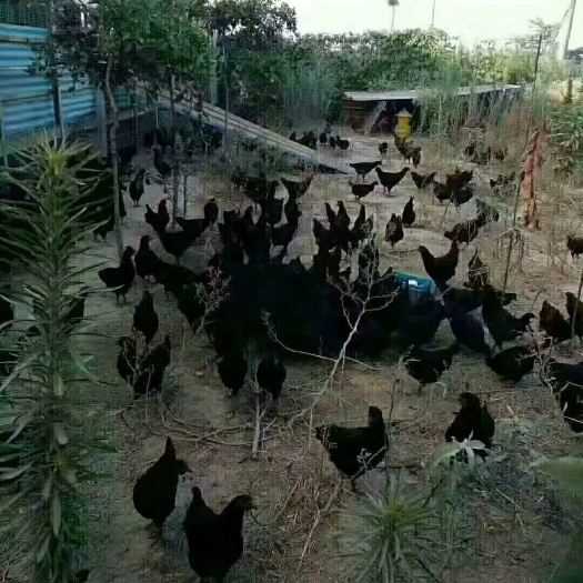 芜湖正宗绿壳乌鸡蛋