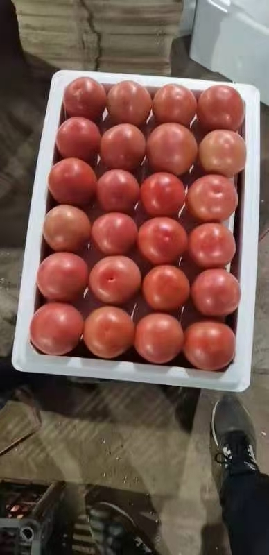 东海县大红西红柿 精品西红柿