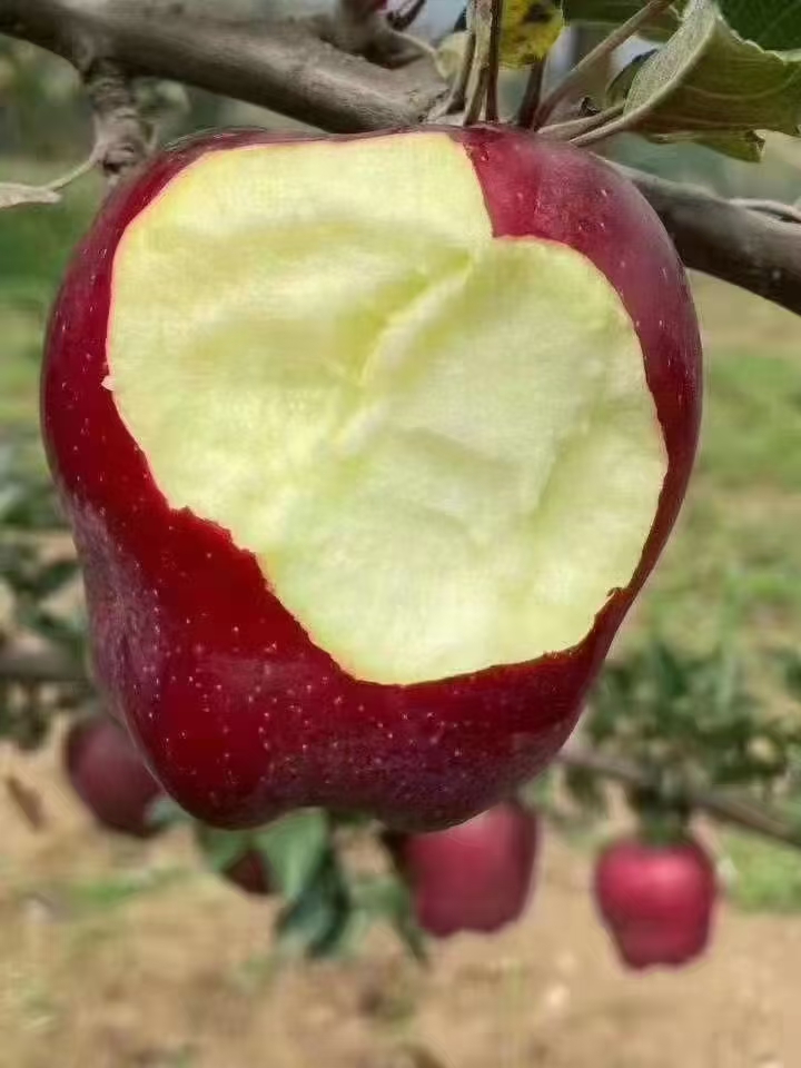 花牛苹果