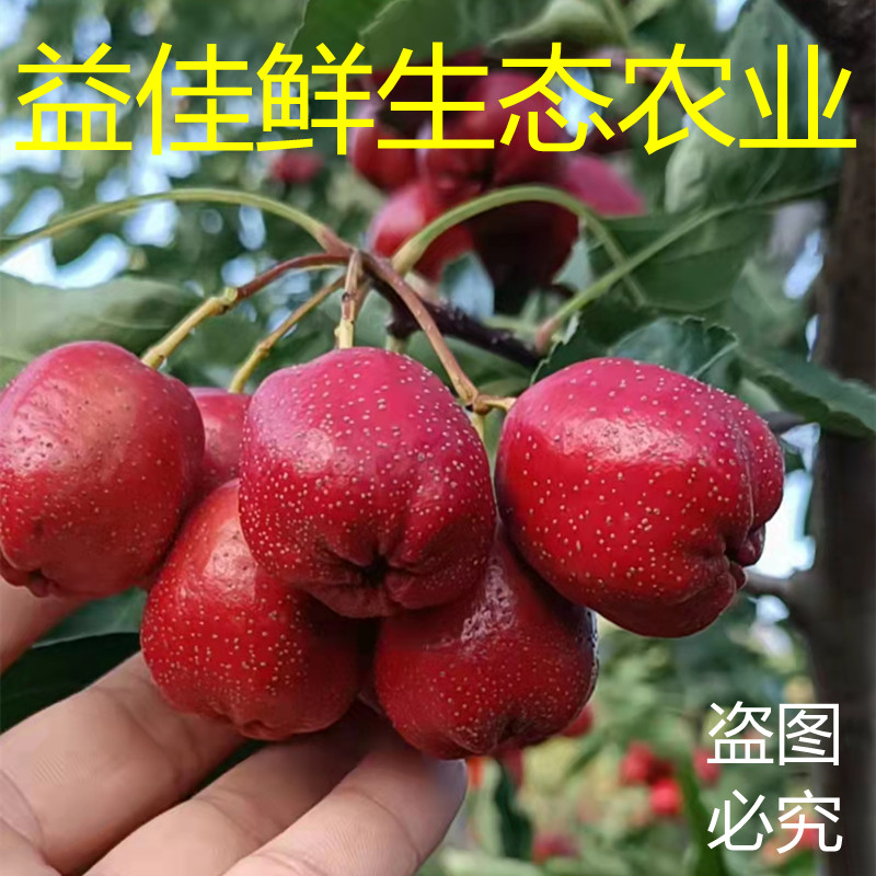 枣庄大五棱山楂 大金星 超金星 甜红子 糖葫芦专用，大量批发
