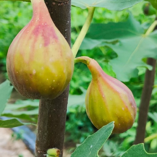 夏邑县巴劳奈无花果枝条