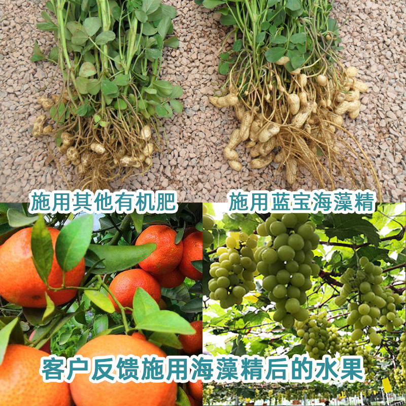 蓝宝沣 工厂现货 农用大棚蔬菜种植冲施肥 海藻精海藻肥有机肥