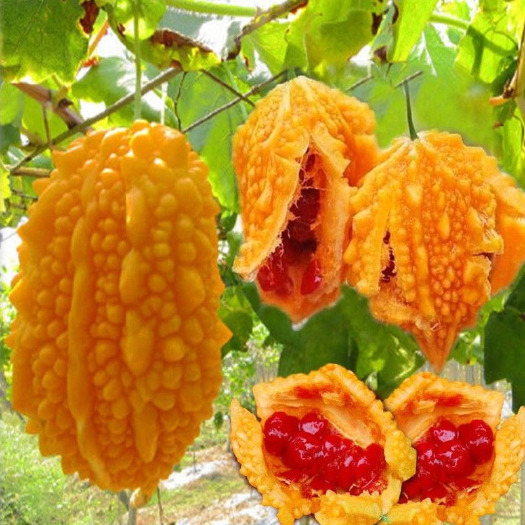 甜心果种子  赖葡萄种籽 金玲子籽赖葡萄 甜心果黄金果观食用水果种子