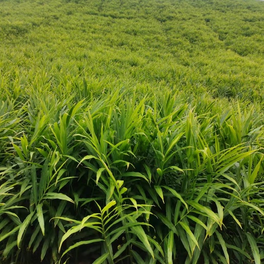 麻栗坡县大黄姜