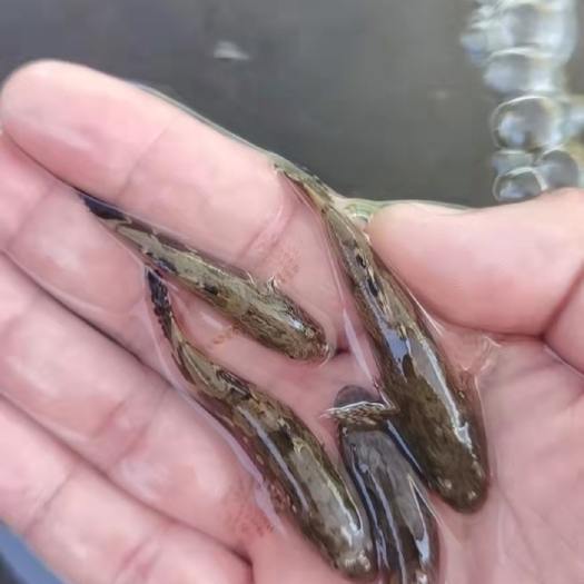 广州 笋壳鱼苗杂交笋壳鱼苗沙塘鳢鱼苗快大良种，价格美丽产地直供