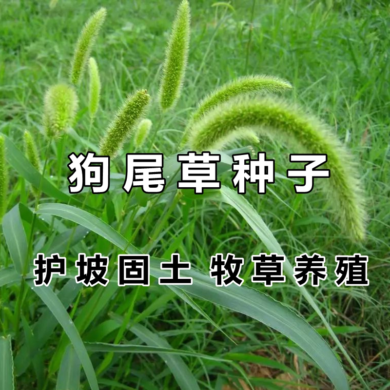 沭阳县狗尾草种子旱地常见牧草杂草种子观赏型护坡狗尾巴草种籽芮草种子